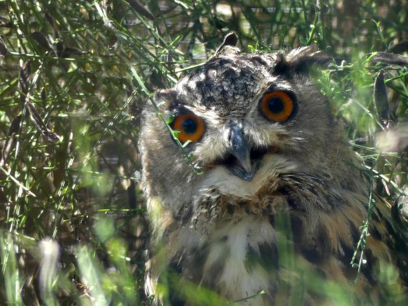 Hibou grand-duc