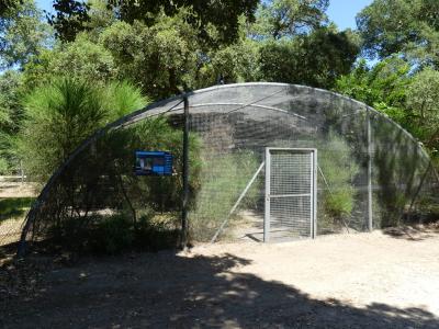 Hibou grand-duc - 2019