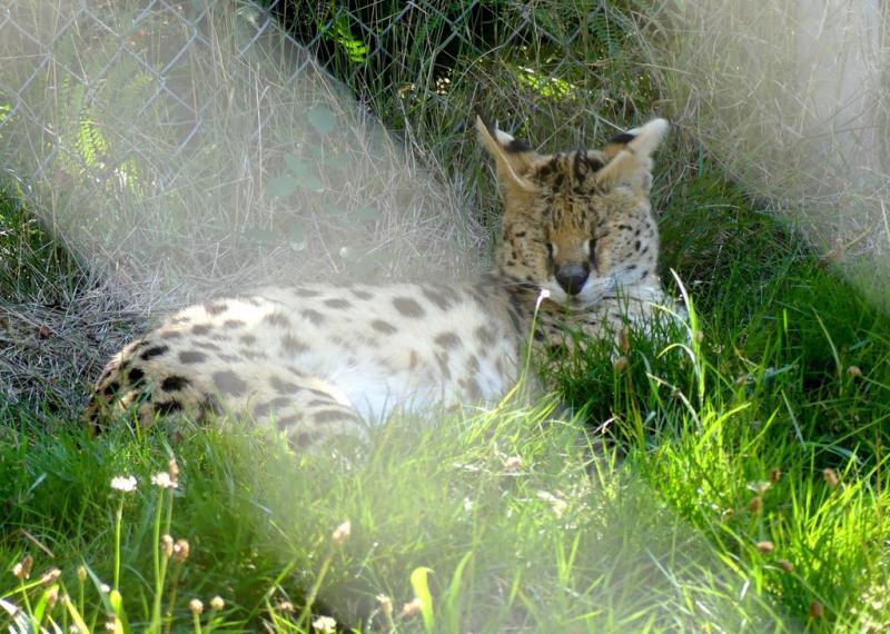 Serval