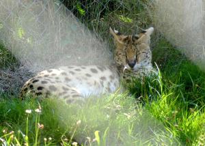 Serval