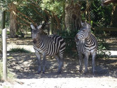 Zèbre de Grant - 2019