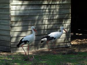 Cigogne blanche