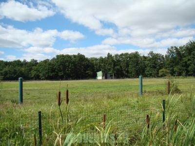 Bison d'Europe - 2010
