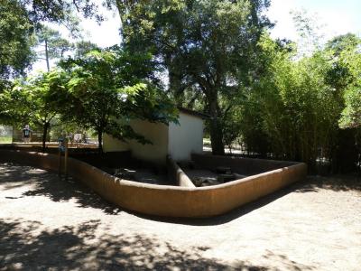 Cochon d'inde - 2019