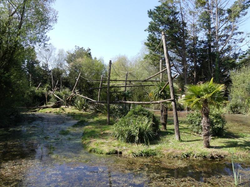 Atéle de Colombie