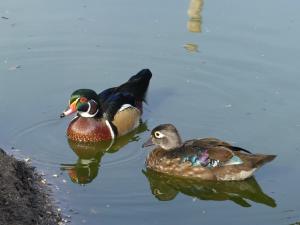 Canard carolin