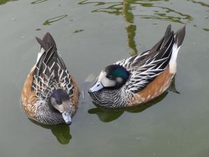 Canard de Chiloé