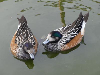 Canard de Chiloé - 2022