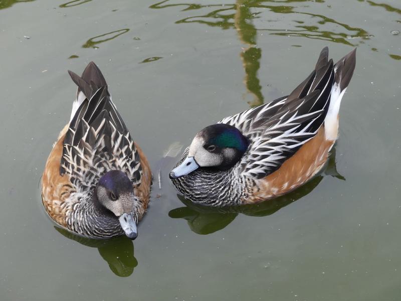 Canard de Chiloé