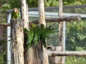 Conure mitrée