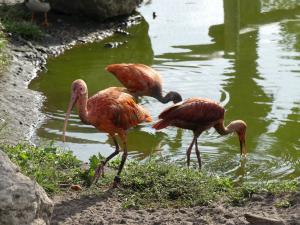 Ibis rouge