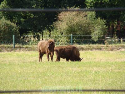 Bison d'Europe - 2010
