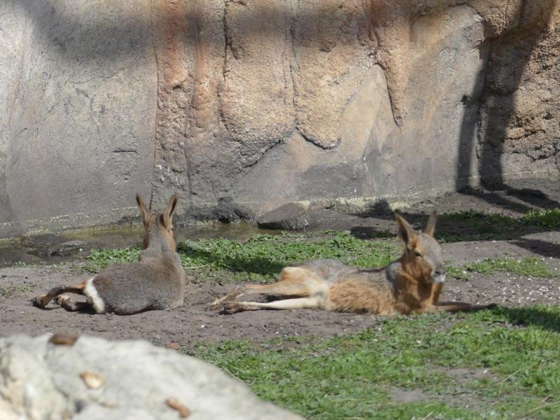 Mara
