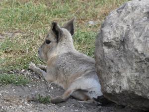 Mara