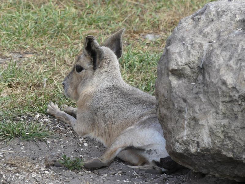 Mara