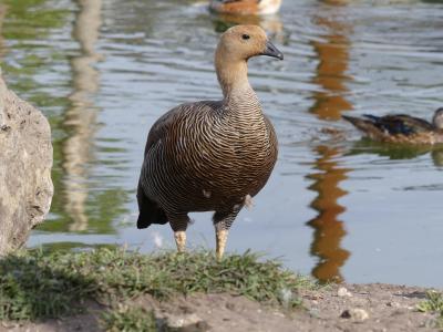 Ouette à tête rousse - 2022