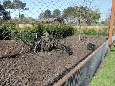 Pécari à collier - 2022