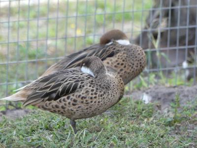 Pilet de Bahamas - 2022