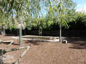 Tapir terrestre