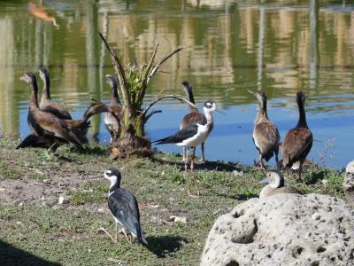 Volière sud-américaine - 2022