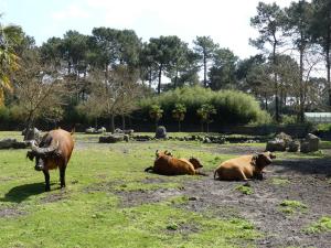 Buffle de forêt
