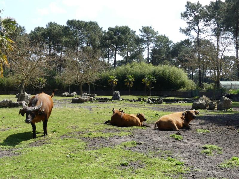 Buffle de forêt