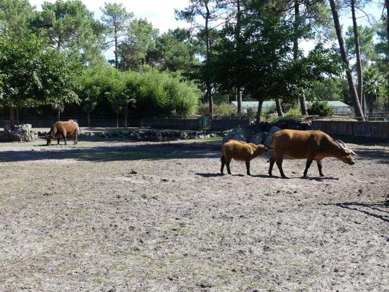 Buffle de forêt