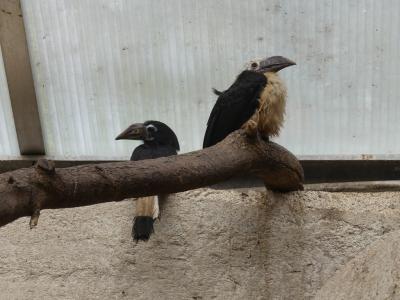 Calao tarictic - 2022