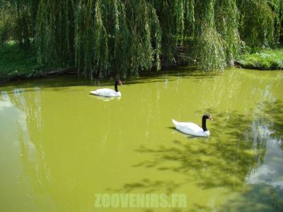 Cygne à cou noir - 2010