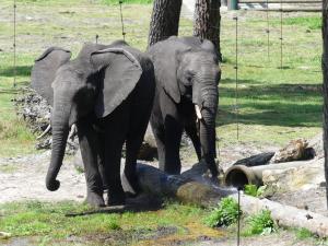 Eléphant d'Afrique (2)