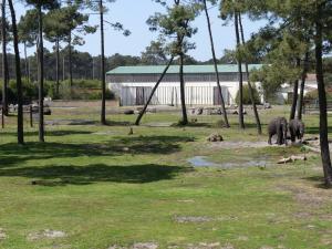 Eléphant d'Afrique