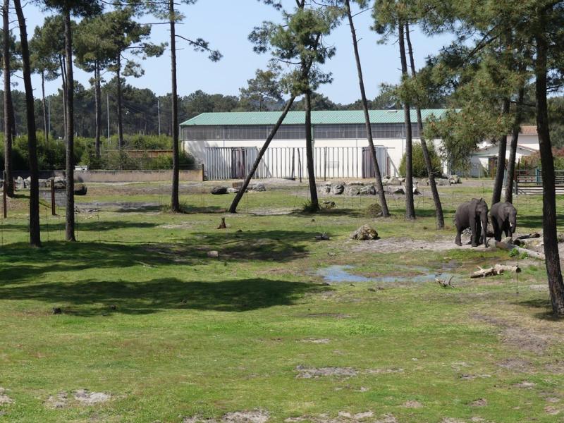 Eléphant d'Afrique