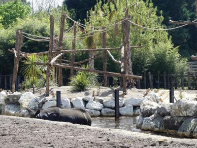 Gibbon à favoris blancs - 2022
