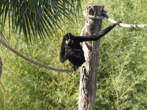 Gibbon à favoris roux