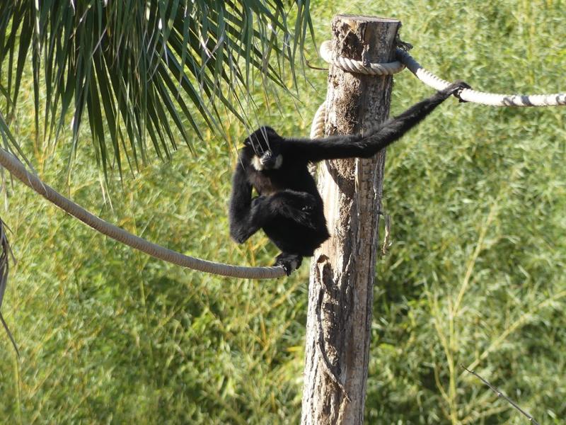 Gibbon à favoris roux