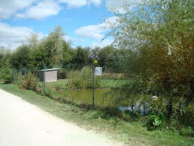 Cygne à cou noir - 2010