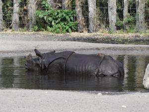 Rhinocéros indien