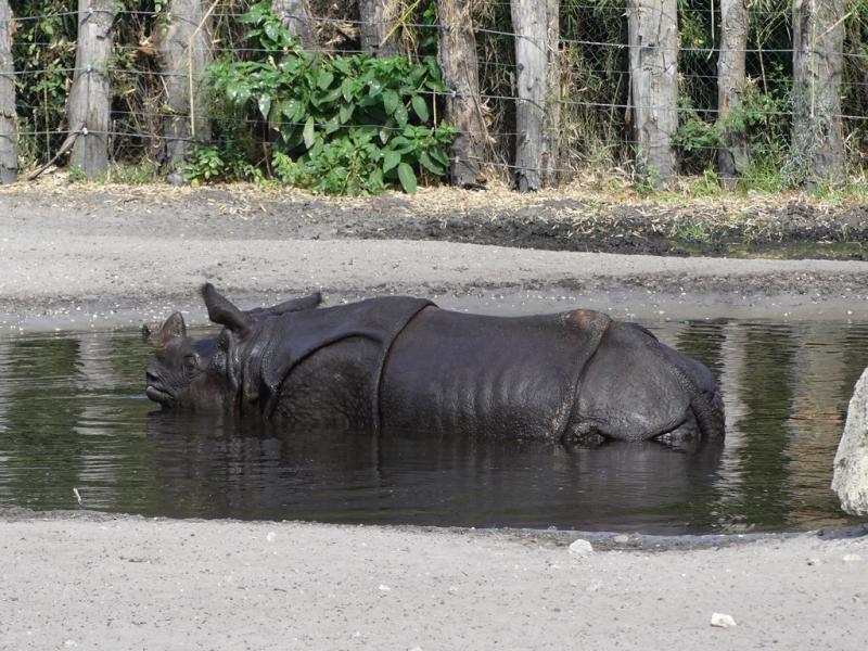 Rhinocéros indien