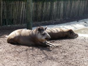 Tapir terrestre