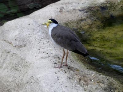 Vanneau soldat - 2022