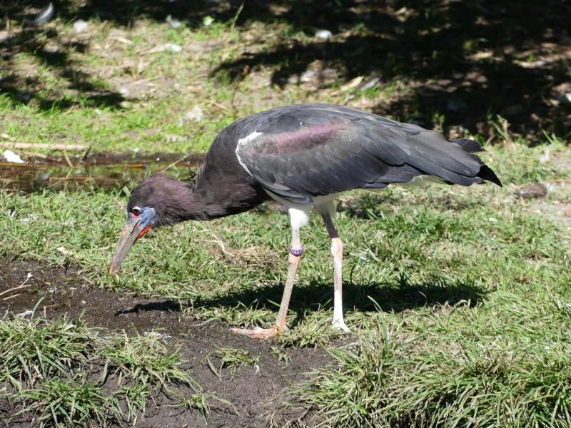 Cigogne d'Abdim