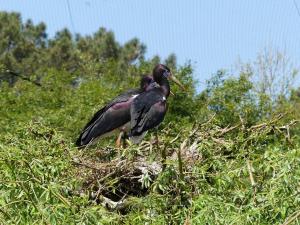 Cigogne d'Abdim