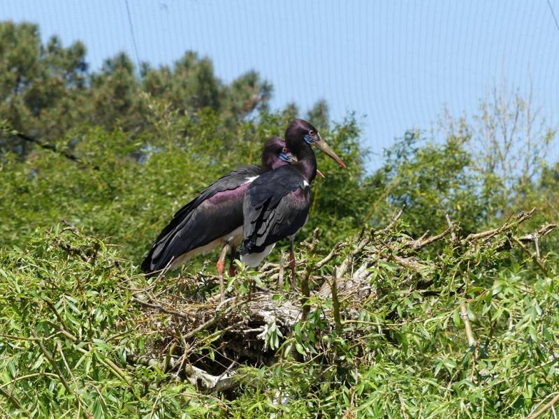 Cigogne d'Abdim