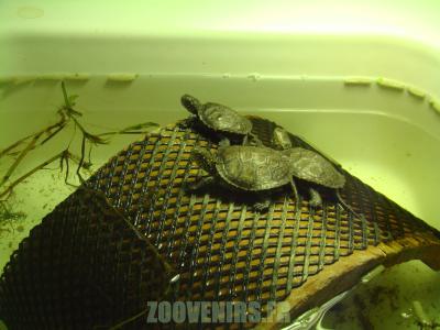 Bébés cistudes - 2010