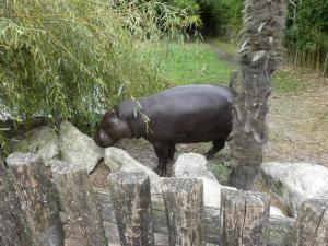 Hippopotame pygmée