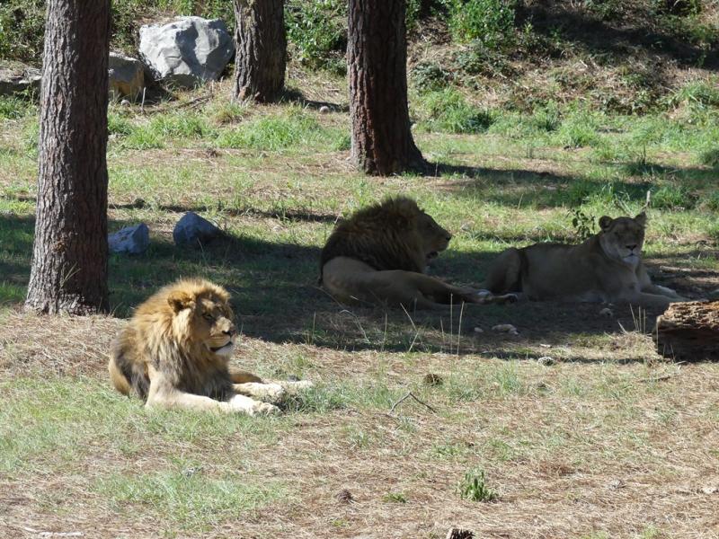 Lion du Cap
