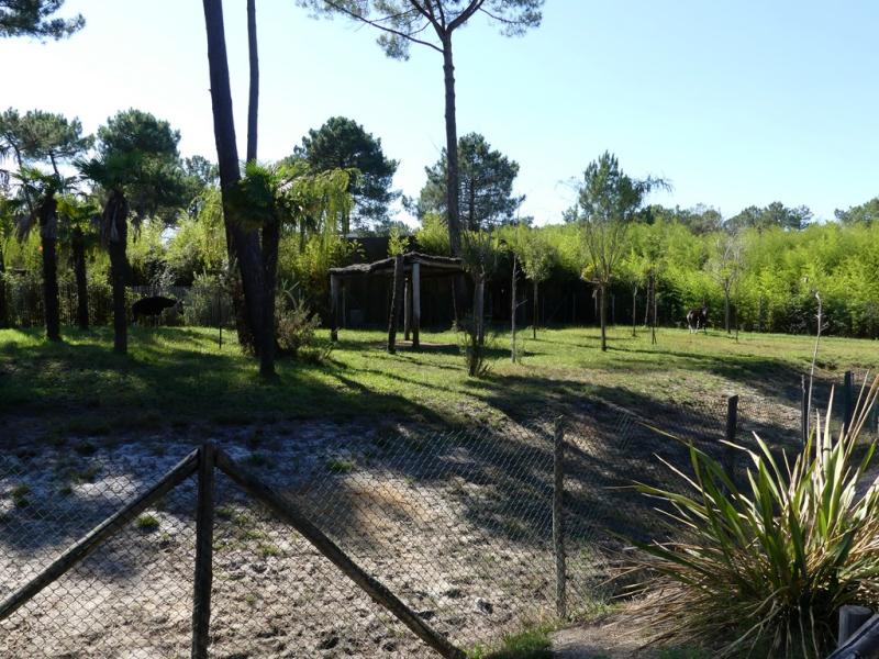 Okapi