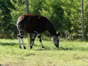 Okapi
