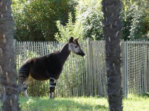 Okapi