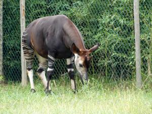 Okapi